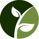 Bonsai Branch Pruning Pros