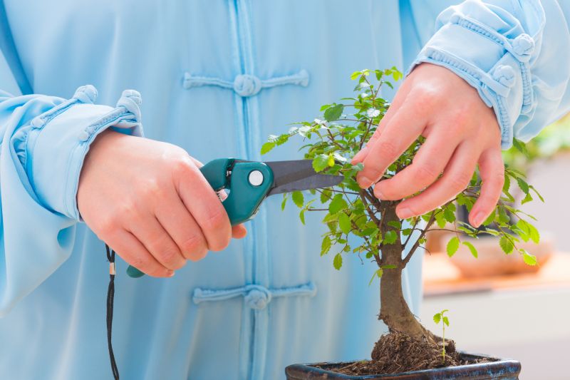 Bonsai Branch Pruning Service