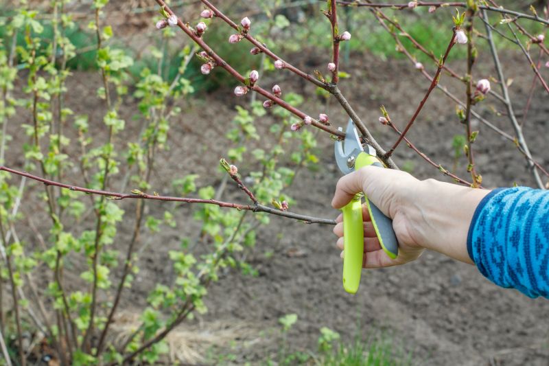 Bonsai Branch Pruning