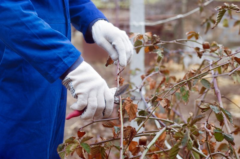 Azalea Pruning in Aiken, SC