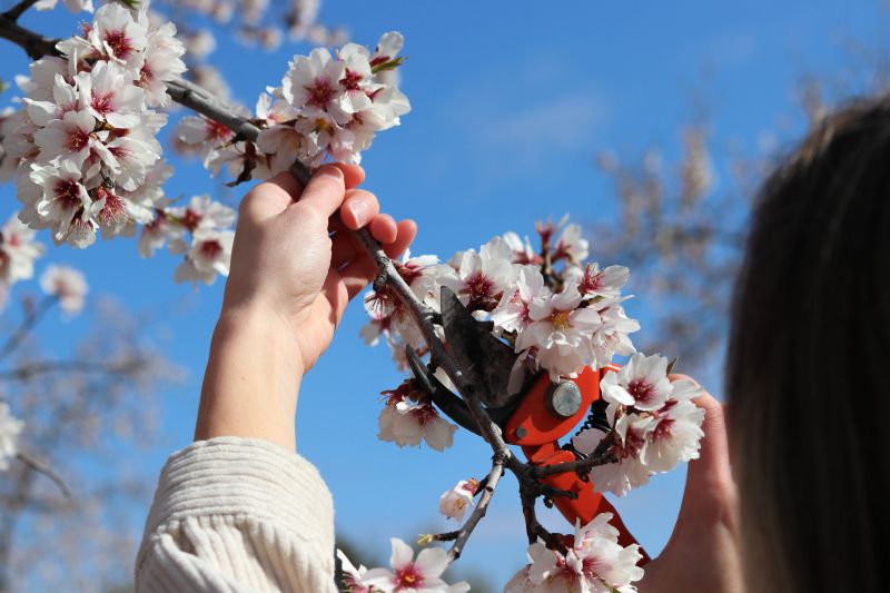 Bonsai Branch Pruning