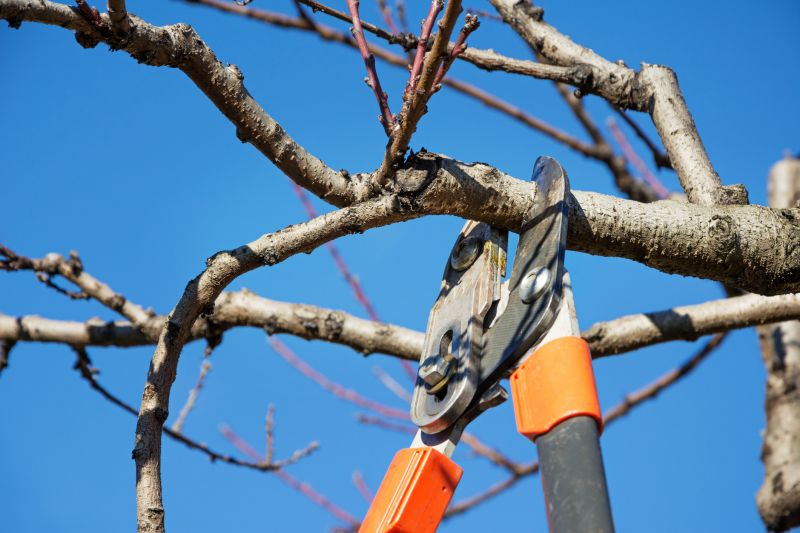 Bonsai Branch Pruning