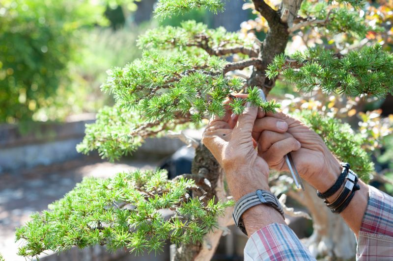 Bonsai Branch Pruning