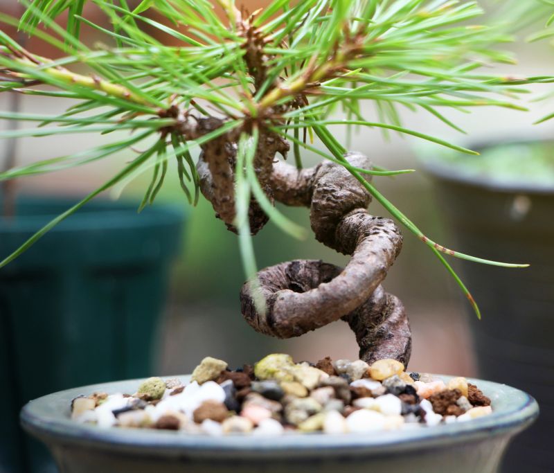 Bonsai Branch Pruning