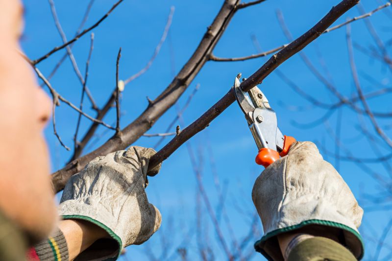 Bonsai Pruning Tools