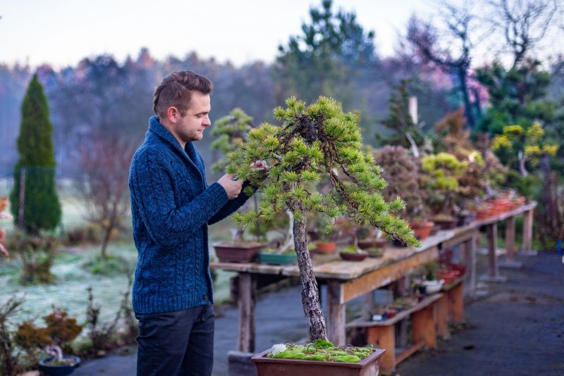 Bonsai Pruning in Progress