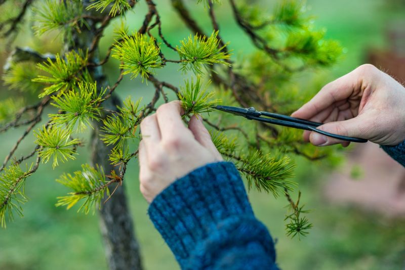 Pruning in Spring