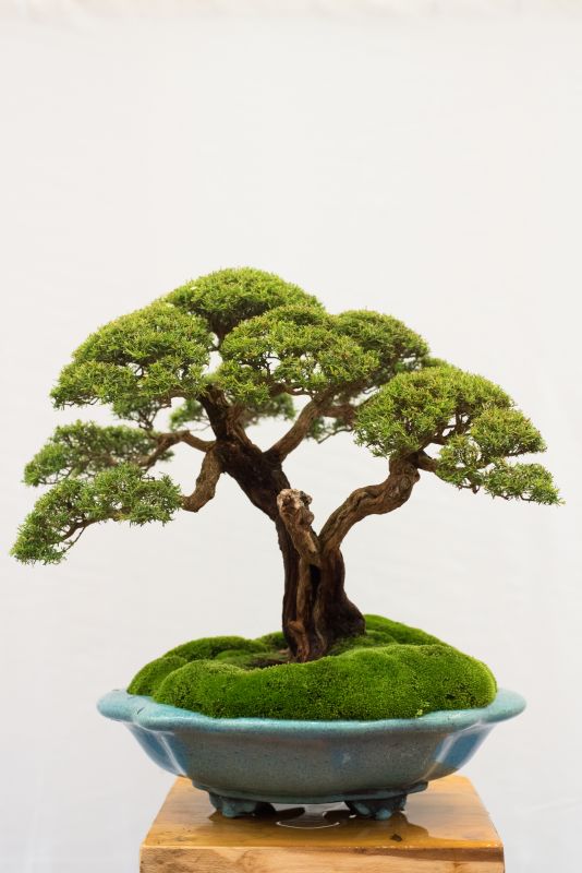 Location of the Bonsai