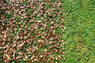 Benefits of Leaf Removal