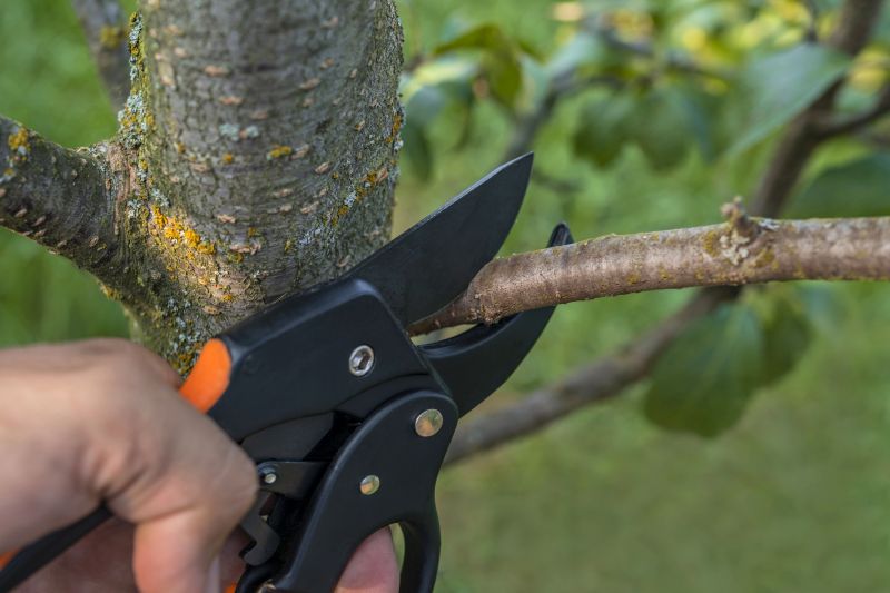 Spruce Tree Removal in San Jose, CA