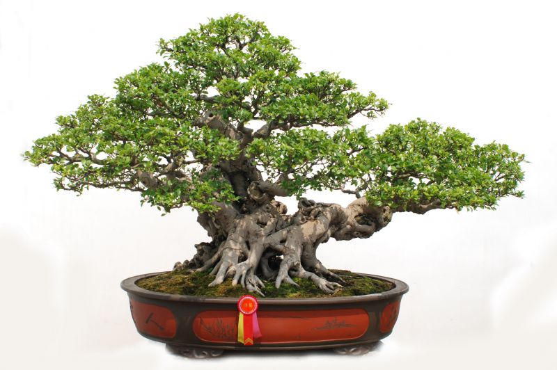 Bonsai Branch Pruning