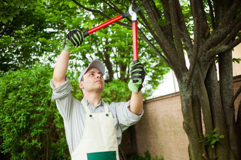 Bonsai Branch Pruning Service