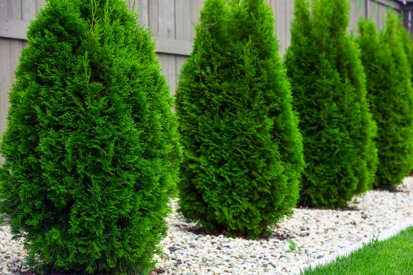 Arborvitae Removal
