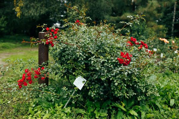 Rose Shrub Removal